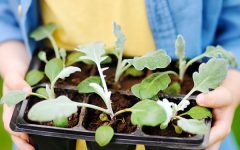 What to Sow and Grow in your Garden for June | Damart Style Diaries