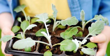 What to Sow and Grow in your Garden for June | Damart Style Diaries