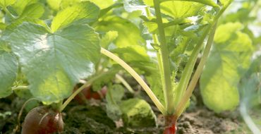 Vegetables to plant in August | Damart Style Diaires