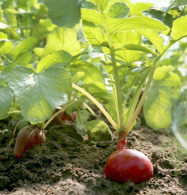 Vegetables to plant in August | Damart Style Diaires