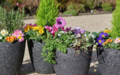 Summer garden